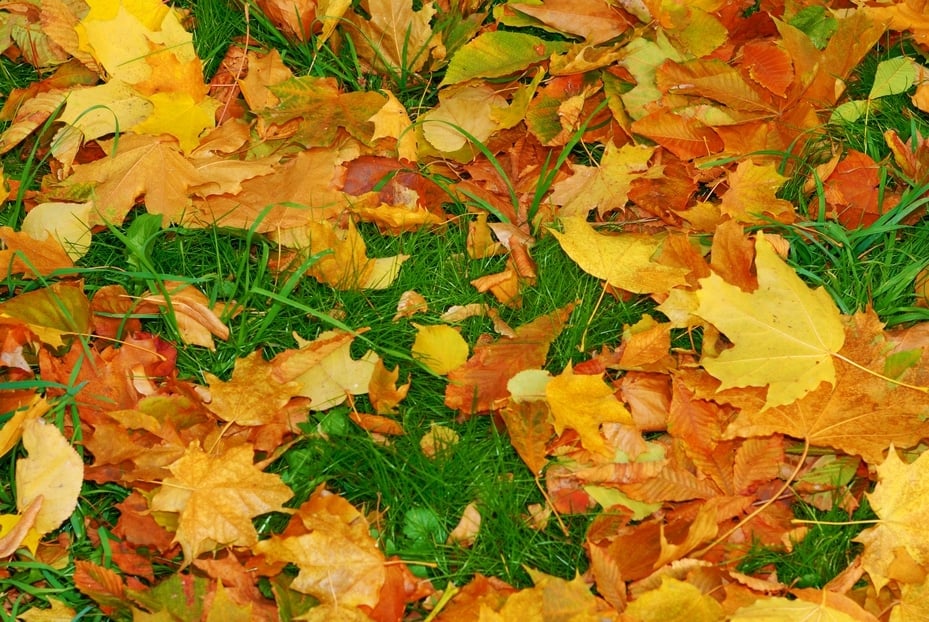 Get Rid of Your Yard Waste This Fall